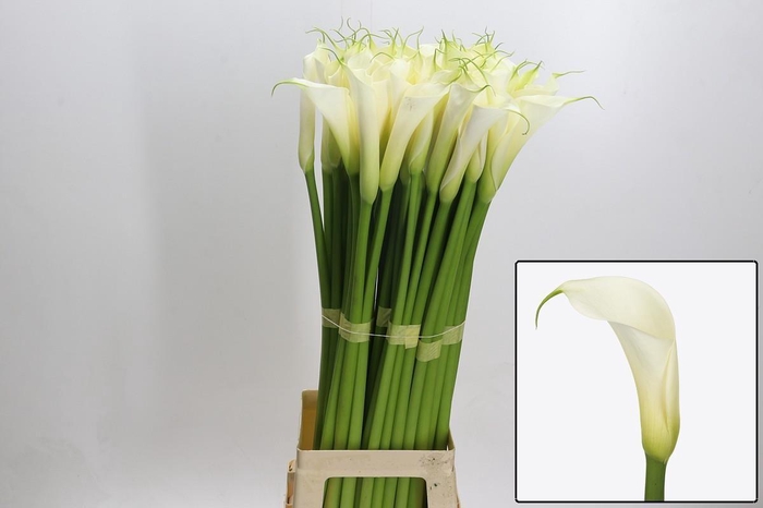 <h4>ZANT AE EYD WHITE</h4>