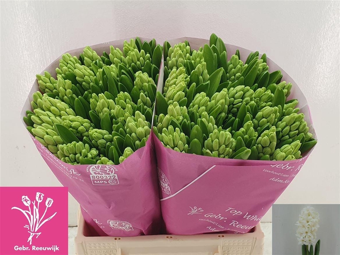 <h4>Hyac Top White</h4>