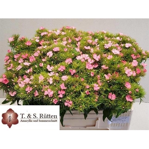 Di Barbatus Pink Beauty Ruetten