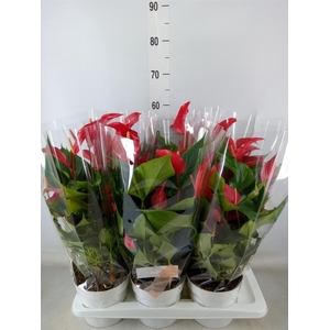 Anthurium  'Banderola Roja'