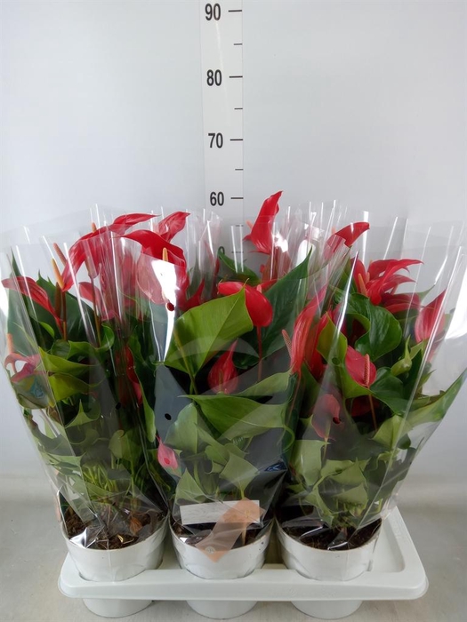<h4>Anthurium 'Banderola Roja'</h4>