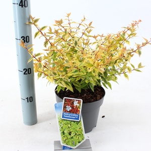 Abelia grandiflora 'Kaleidoscope' PBR P17 (2ltr)