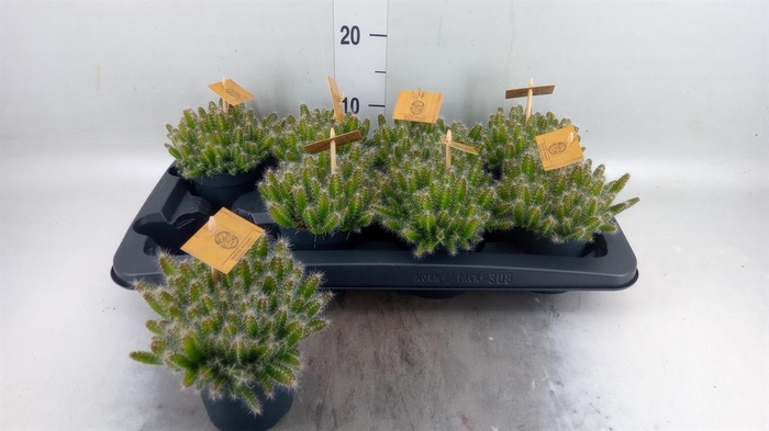 <h4>Hylocereus undatus</h4>