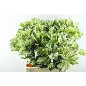 Deco Gr Pittosporum Ilan L70