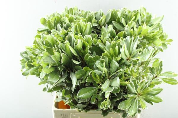 <h4>Deco Gr Pittosporum Ilan L70</h4>