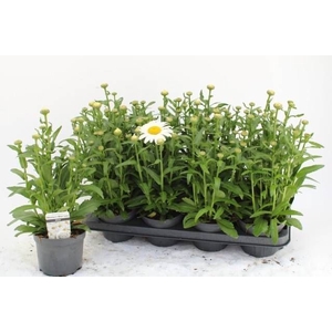 LEUC S DWARF SNOW LA
