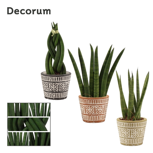 <h4>Sansevieria Cylindrica 6 cm mix in Claire (Neo Architect-coll.)</h4>
