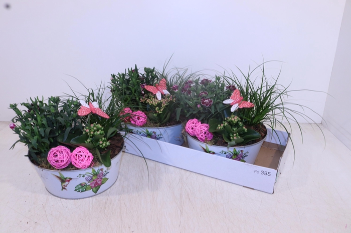 <h4>ARR TUINPLANTEN</h4>