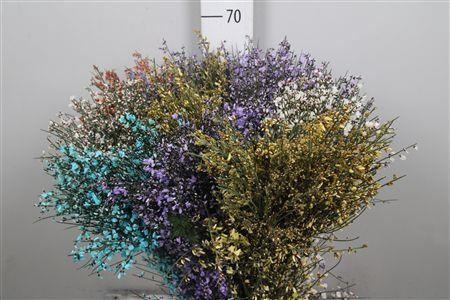 <h4>Genista Mix (400gr)</h4>