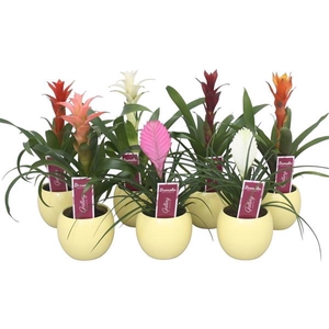 Bromelia gemengd in gele bolpot