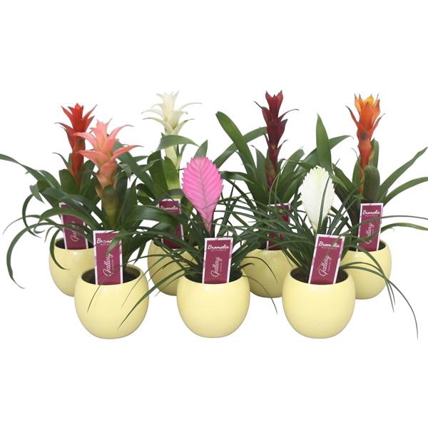 <h4>Bromelia gemengd in gele bolpot</h4>