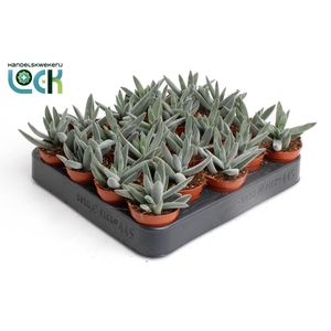 Crassula Silver