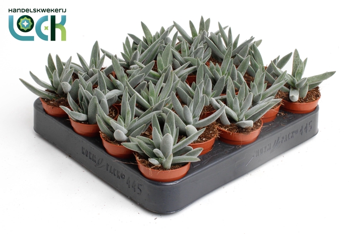 <h4>Crassula Silver</h4>