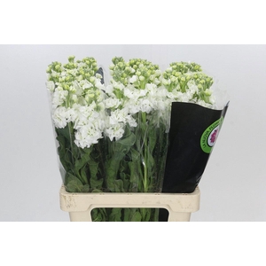 MATTH IRON WHITE