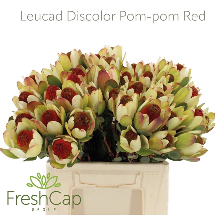 <h4>Leucad Discolor Pom-pom Red</h4>