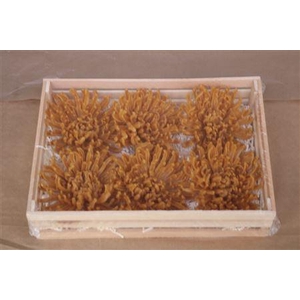 Wax Chrysant Oranje