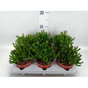 Crassula ovata 'Gollum'