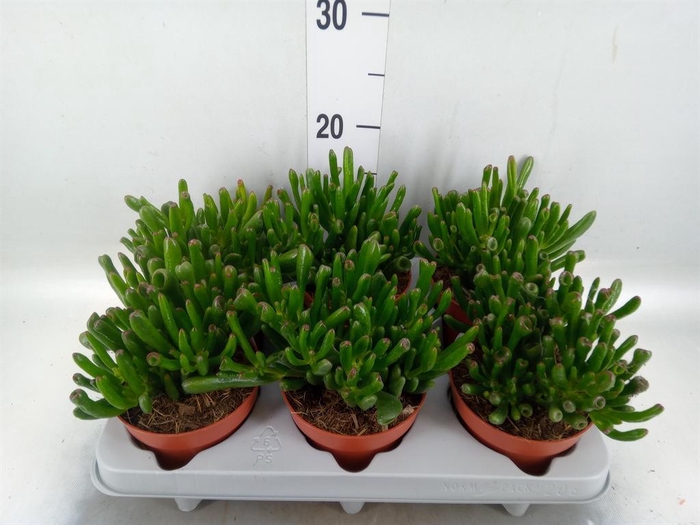 <h4>Crassula ovata 'Gollum'</h4>