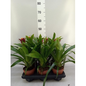 Guzmania   ...