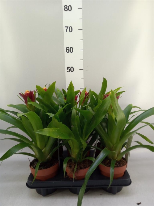 <h4>Guzmania   ...</h4>