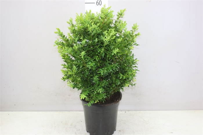 <h4>Buxus Semp Bush</h4>