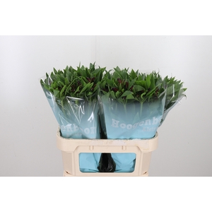 Alstroemeria Rockstar 75 Gram