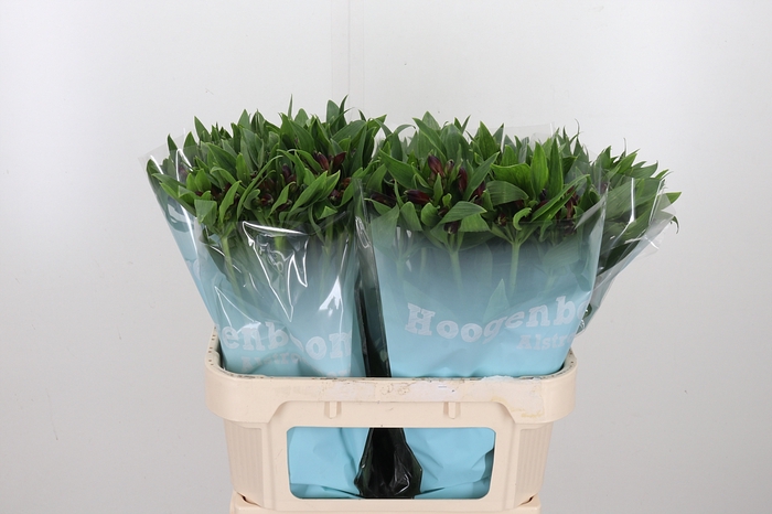 <h4>Alstroemeria Rockstar 75 Gram</h4>