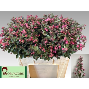 Sympho Ruby Fall Rob Jacobs