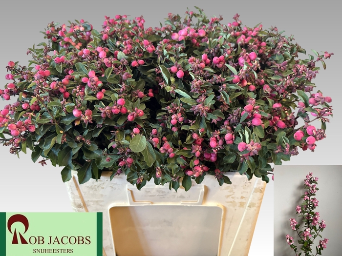<h4>Sympho Ruby Fall Rob Jacobs</h4>