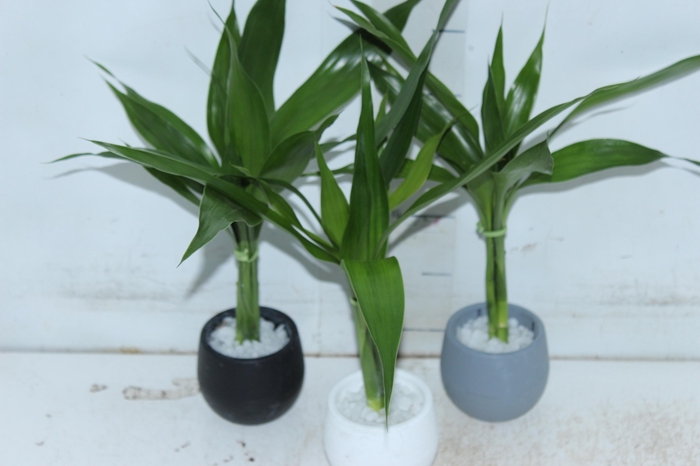 <h4>BAMBU BABY BOL</h4>