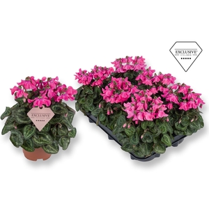Cyclamen Exclusive® Petticoat Pink