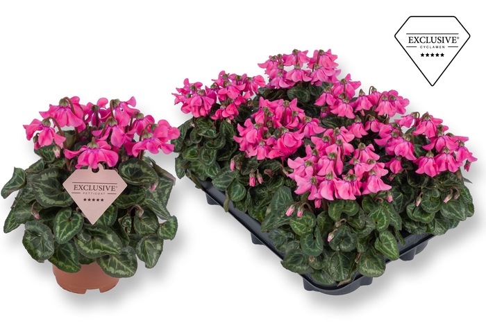 <h4>Cyclamen Exclusive® Petticoat Pink</h4>