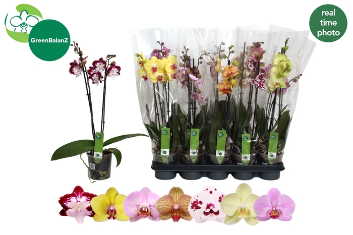 <h4>PHAL GEM 7 KL</h4>