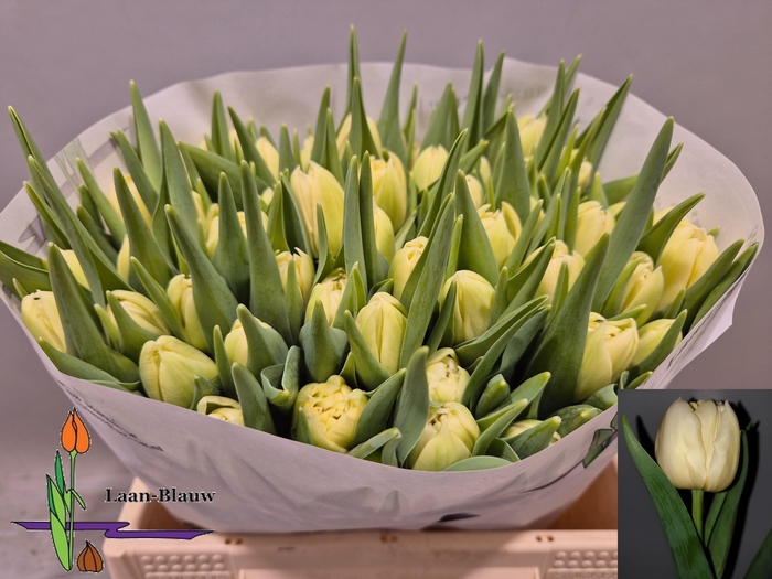 <h4>TU DU VERONA</h4>