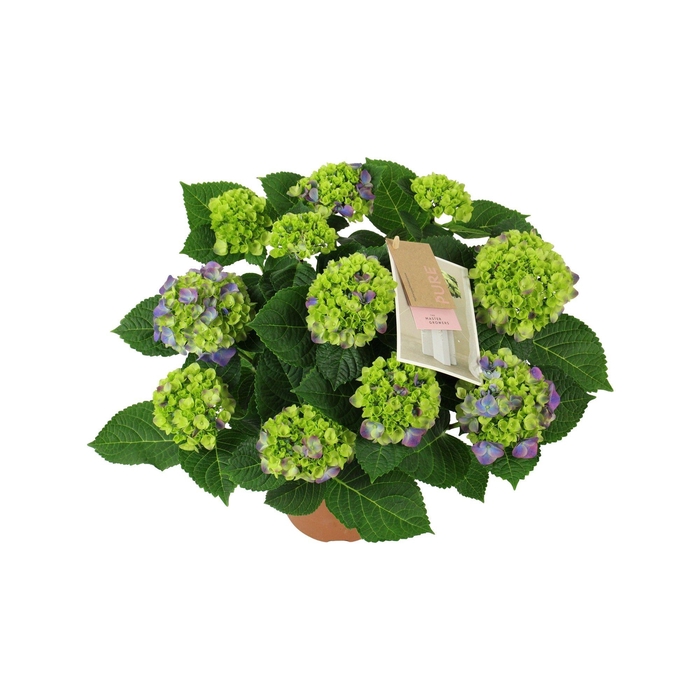 <h4>Hydrangea macr. Ningbo lila 7/8 flowers</h4>