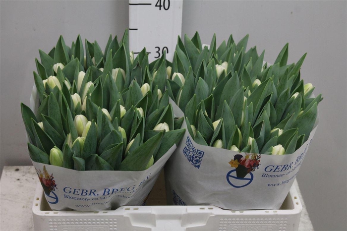 <h4>Tu En Antarctica</h4>