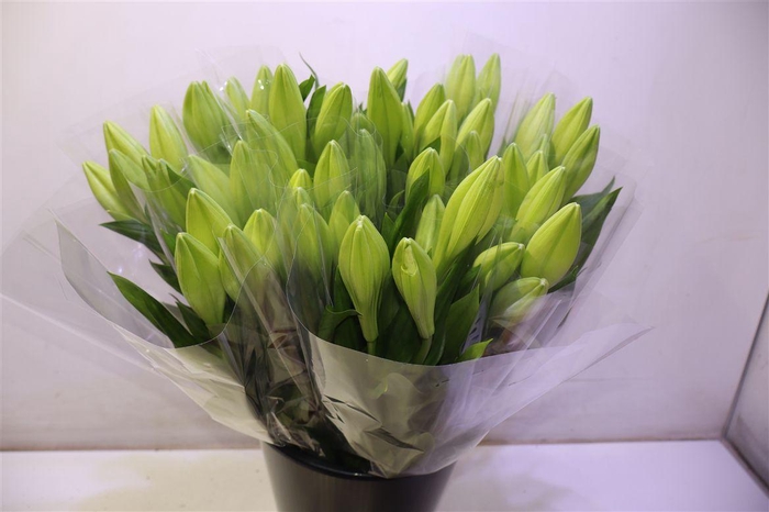 <h4>Li Lf Watch Up</h4>