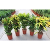 Codiaeum mix (Croton mix)