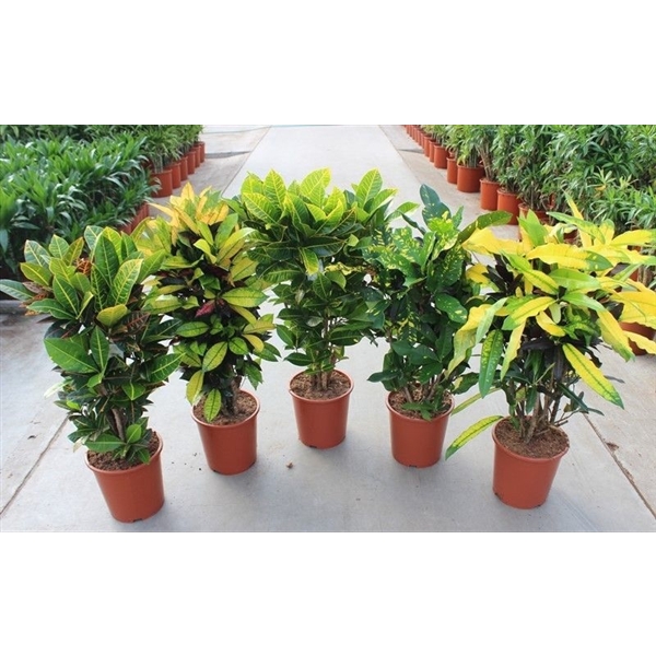 Codiaeum mix (Croton mix)