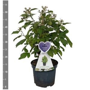 Rubus f. 'Dima' (dwergbraam) 3 Liter