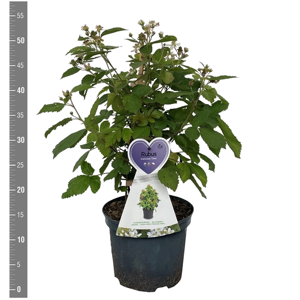 <h4>Rubus f. 'Dima' (dwergbraam) 3 Liter</h4>