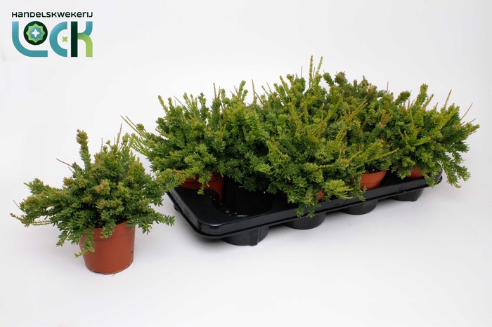 RHIPSALIS MESEMBRYAN