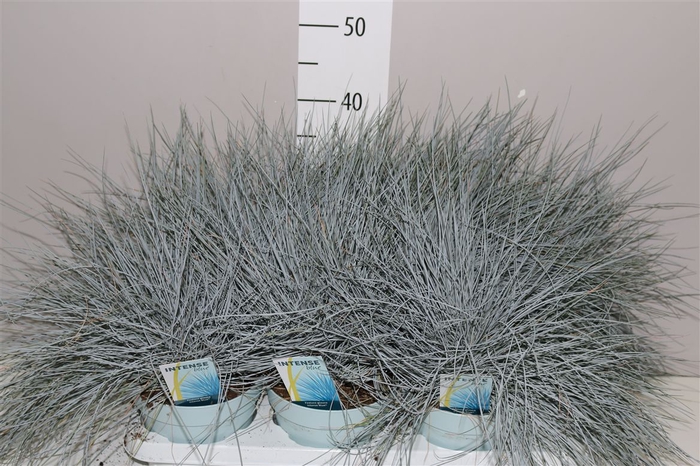 <h4>Festuca Gl. Intense Blue</h4>