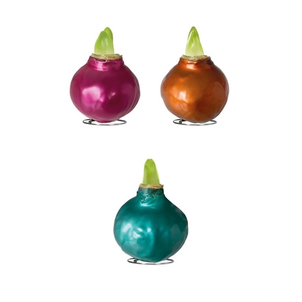 <h4>Amaryllis Touch of Wax Metallic Mix 8x1, rode bloem, Tray408</h4>