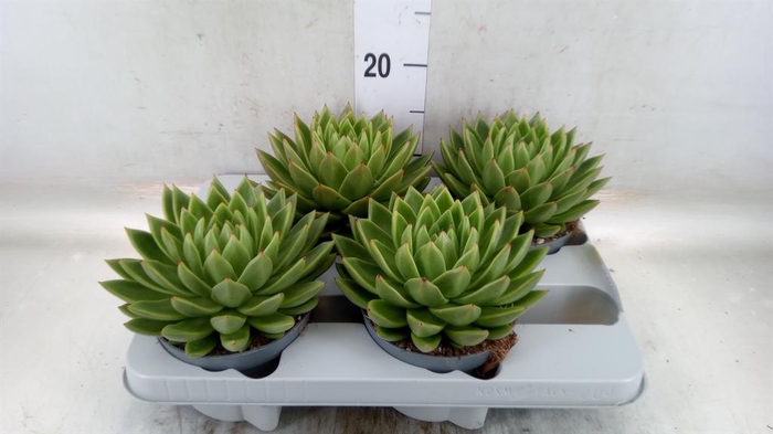 <h4>Echeveria agavoides</h4>