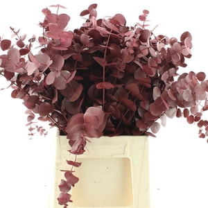 Euca Klb Cinerea Bordeaux P/stem