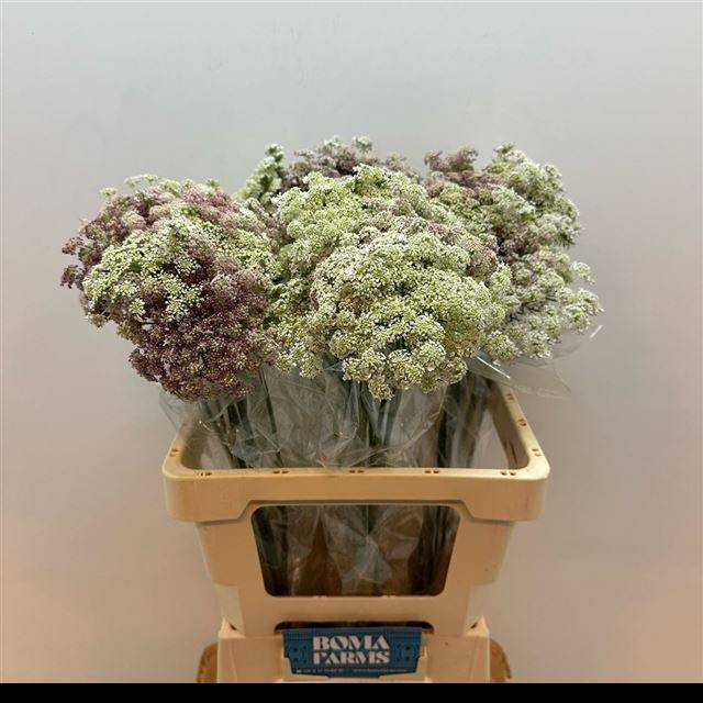 <h4>DAUCUS CAROTA DARA</h4>