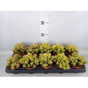 Euphorbia   ...