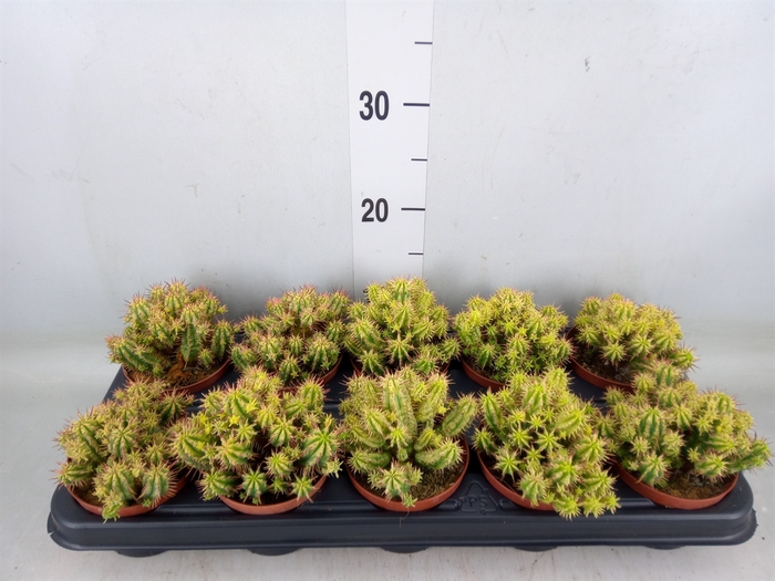 <h4>Euphorbia   ...</h4>