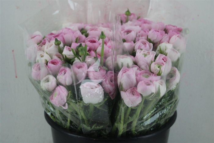 <h4>Ran Elegance Light Pink</h4>